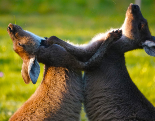 Grey kangaroos fighting in a grassy field - Australian Stock Image