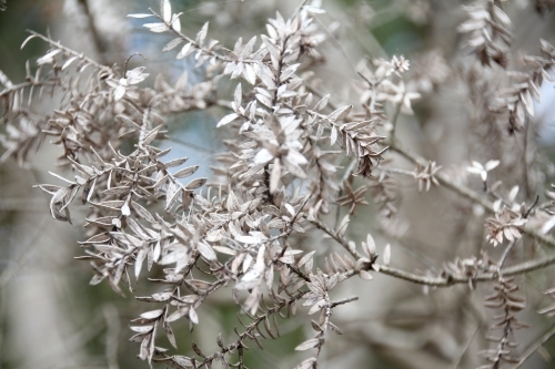 grey leaves on dead shrub - Australian Stock Image
