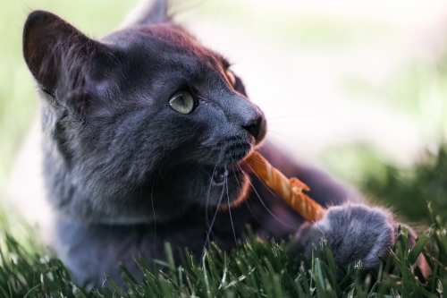 Grey shorthair cat eating raw hide chew treat - Australian Stock Image