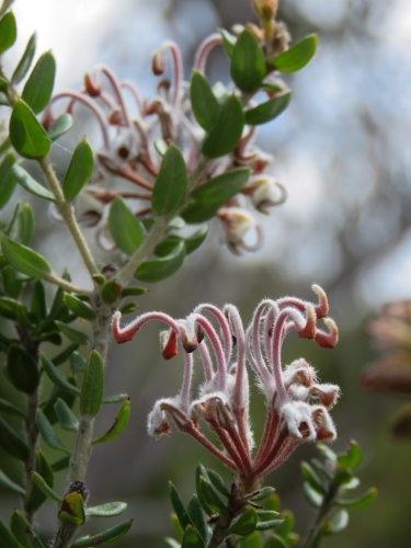 Grey spider grevillea flowers in the sun - Australian Stock Image