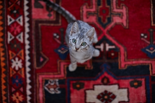 Grey tabby kitten sitting on rug with wide eyes looking up - Australian Stock Image