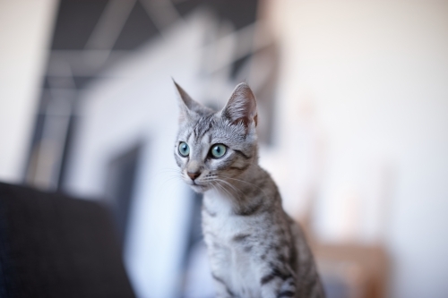 Grey tabby kitten with wide eyes