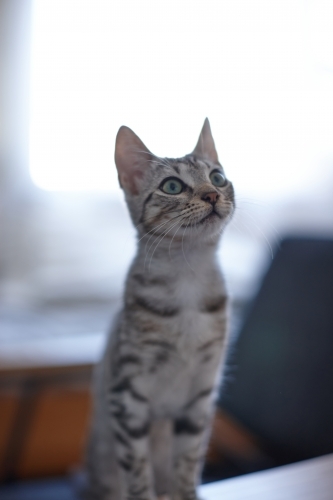Grey tabby kitten with wide eyes - Australian Stock Image
