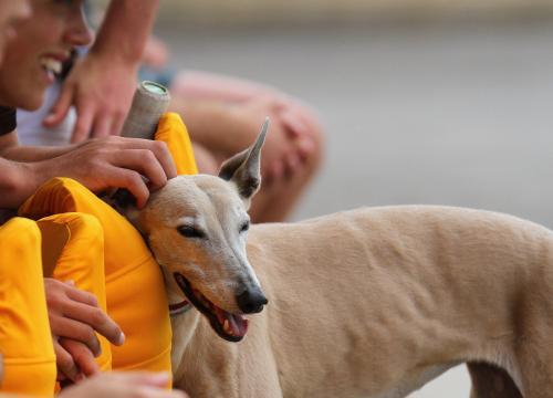 Greyhound at the cricket - Australian Stock Image