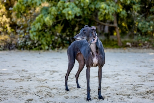 Greyhound breed dog on a relaxing walk along the sand at the beach - Australian Stock Image