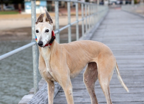 Greyhound standing on beachside wharf