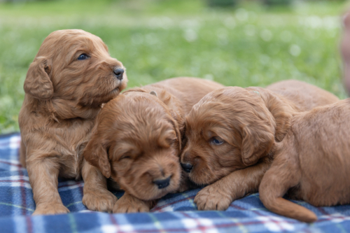 Groodle puppies on a blue checked blanket - Australian Stock Image