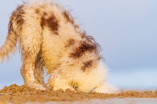 Ground level view of a fluffy wet dog with its head buried in the sand on a beach