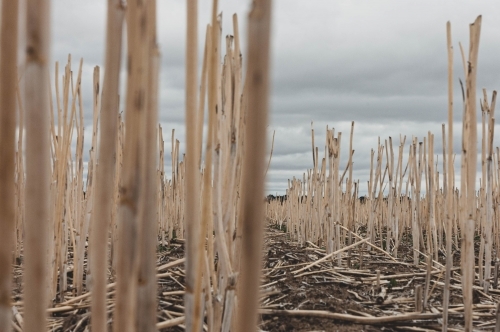 ground level view of wheat stalks - Australian Stock Image