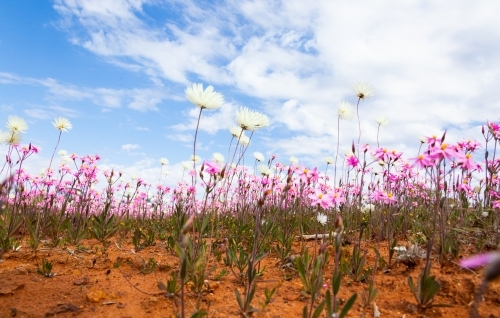 Ground level view of wildflowers with sky in background - Australian Stock Image