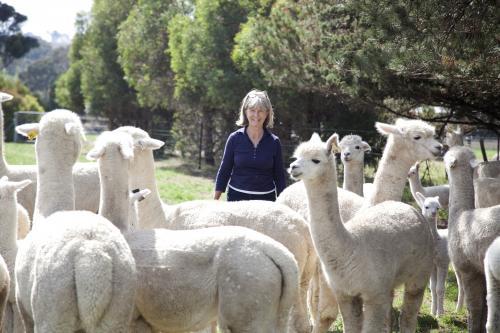 Group of alpacas on a rural property with female farmer - Australian Stock Image