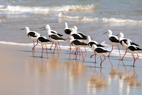 Group of Banded Stilts on a beach - Australian Stock Image
