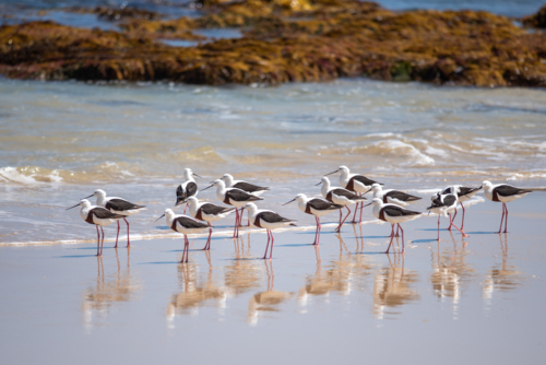 Group of Banded Stilts on the beach with reflections in the wet sand - Australian Stock Image