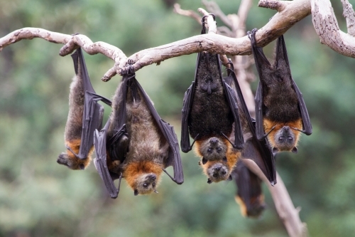 Group of Bats - Australian Stock Image
