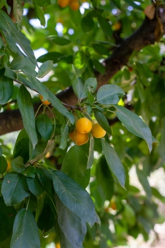 Group of crab apples on tree - Australian Stock Image