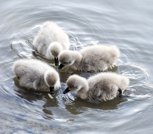 Group of cygnets eating lettuce in water. - Australian Stock Image