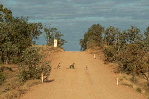 Group of grey kangaroos sitting on a dirt road - Australian Stock Image