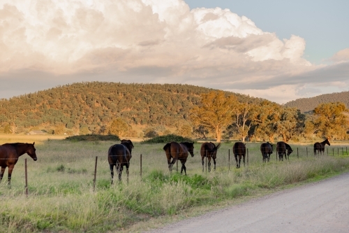 Group of horses walking together along fence line beside rural country road - Australian Stock Image