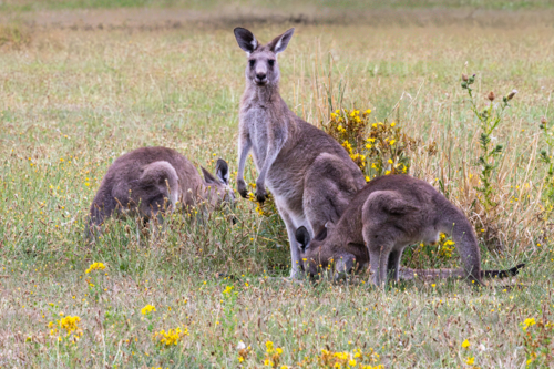 Group of kangaroos grazing in field amongst yellow flowers - Australian Stock Image