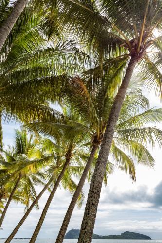 Group of palm trees with island background - Australian Stock Image
