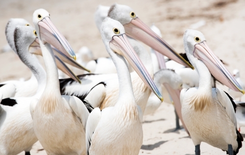 Group of pelicans on the beach. - Australian Stock Image