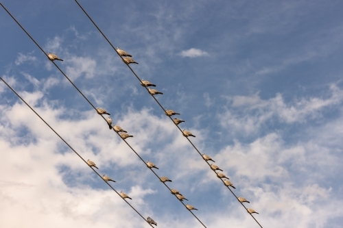 Group of pigeons sitting on power lines with cloudy sky background - Australian Stock Image