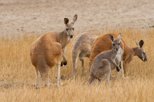 Group of Red Kangaroos - Australian Stock Image