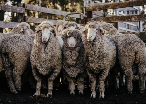 group of sheep in stockyard with three looking at camera