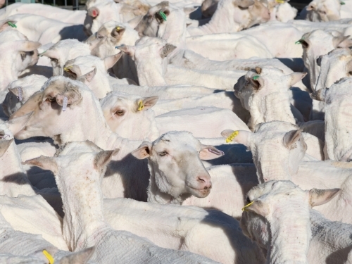 Group of shorn sheep