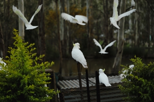 Group of sulphur crested cockatoos in Australian bush garden setting with canopy of tall gum trees - Australian Stock Image