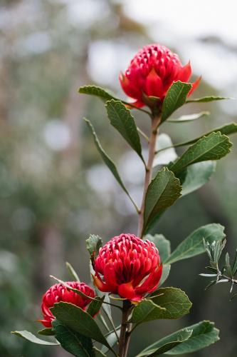 Group of three waratah blooms - Australian Stock Image