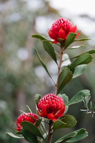 Group of three waratah blooms