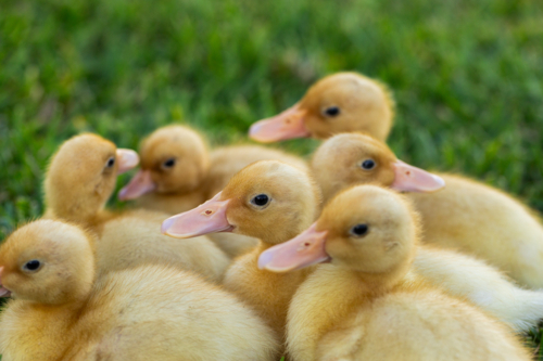 Group of yellow baby farm animals ducklings together on green lawn outside - Australian Stock Image