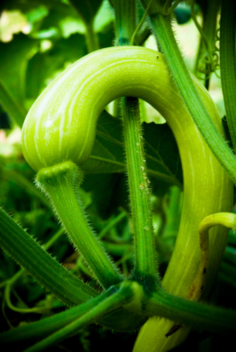 growing green zucchini in a vegetable patch - Australian Stock Image
