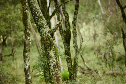 Grown trees in a rain forest - Australian Stock Image
