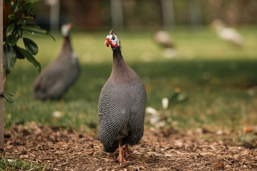 guinea fowl  bird free ranging on the grass - Australian Stock Image