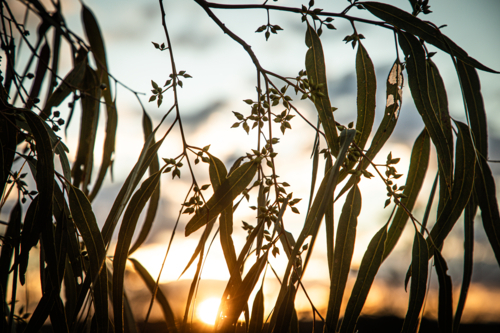 Gum leaves and buds in front of the setting sun - Australian Stock Image