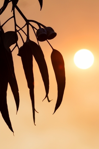 Gum leaves and gum nuts silhouetted against orange sky - Australian Stock Image