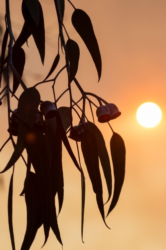 Gum leaves and gum nuts silhouetted against orange sky - Australian Stock Image