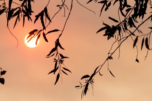 Gum leaves and gum nuts silhouetted against orange sky - Australian Stock Image