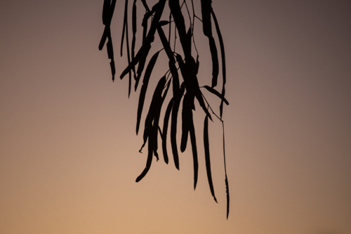 Gum leaves silhouetted against a late evening sky - Australian Stock Image