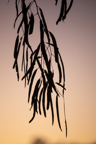 Gum leaves silhouetted in front of a fading dusk sky - Australian Stock Image