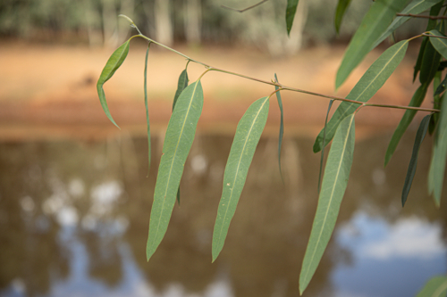 Gum leaves with a waterhole in the background - Australian Stock Image