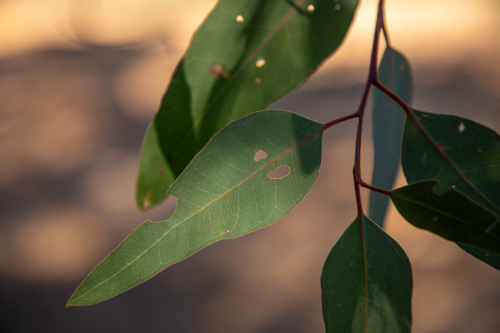 Gum leaves, with slight insect damage - Australian Stock Image