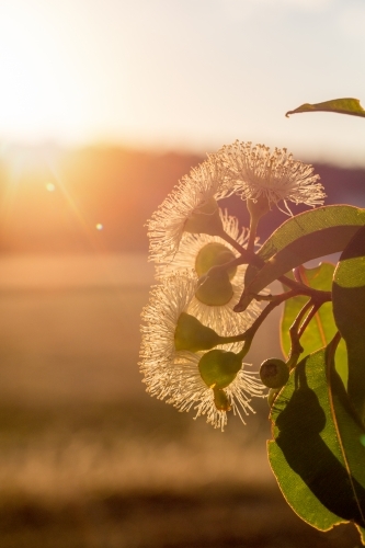 Gum nuts, flowers and leaves into the sun - Australian Stock Image