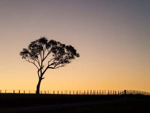 Gum tree and fence silhouetted against a bright evening sky