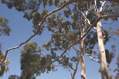 Gum tree - Australian Stock Image