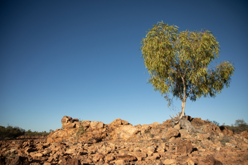 Gum tree growing out of a clump of rocks - Australian Stock Image