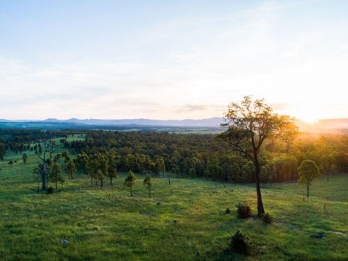 Gum tree in green paddock as sunset light shines over landscape and hills - Australian Stock Image
