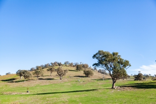 Gum tree in paddock with hill and blue sky - Australian Stock Image